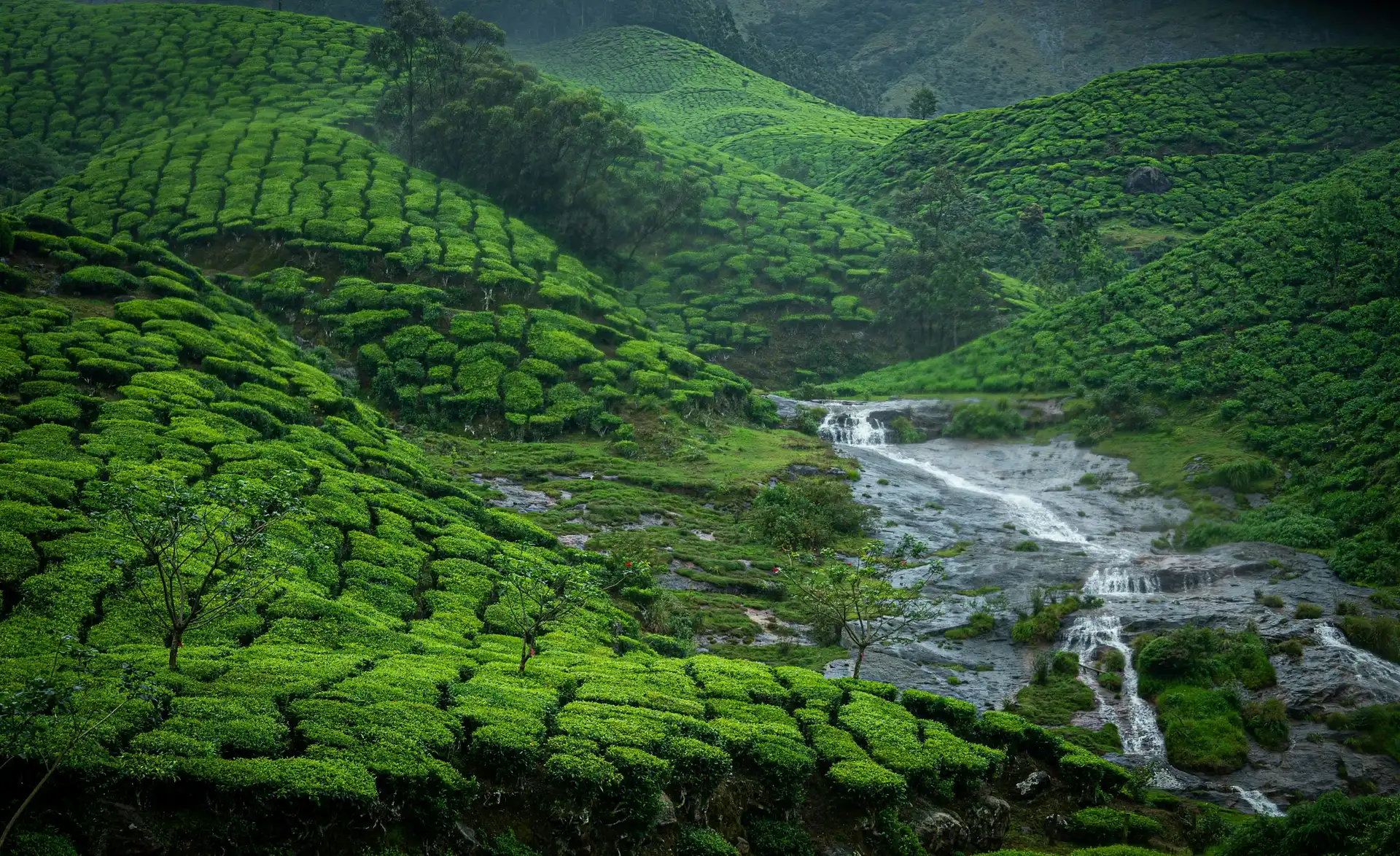Munnar emerald tea plantations across the Western Ghats