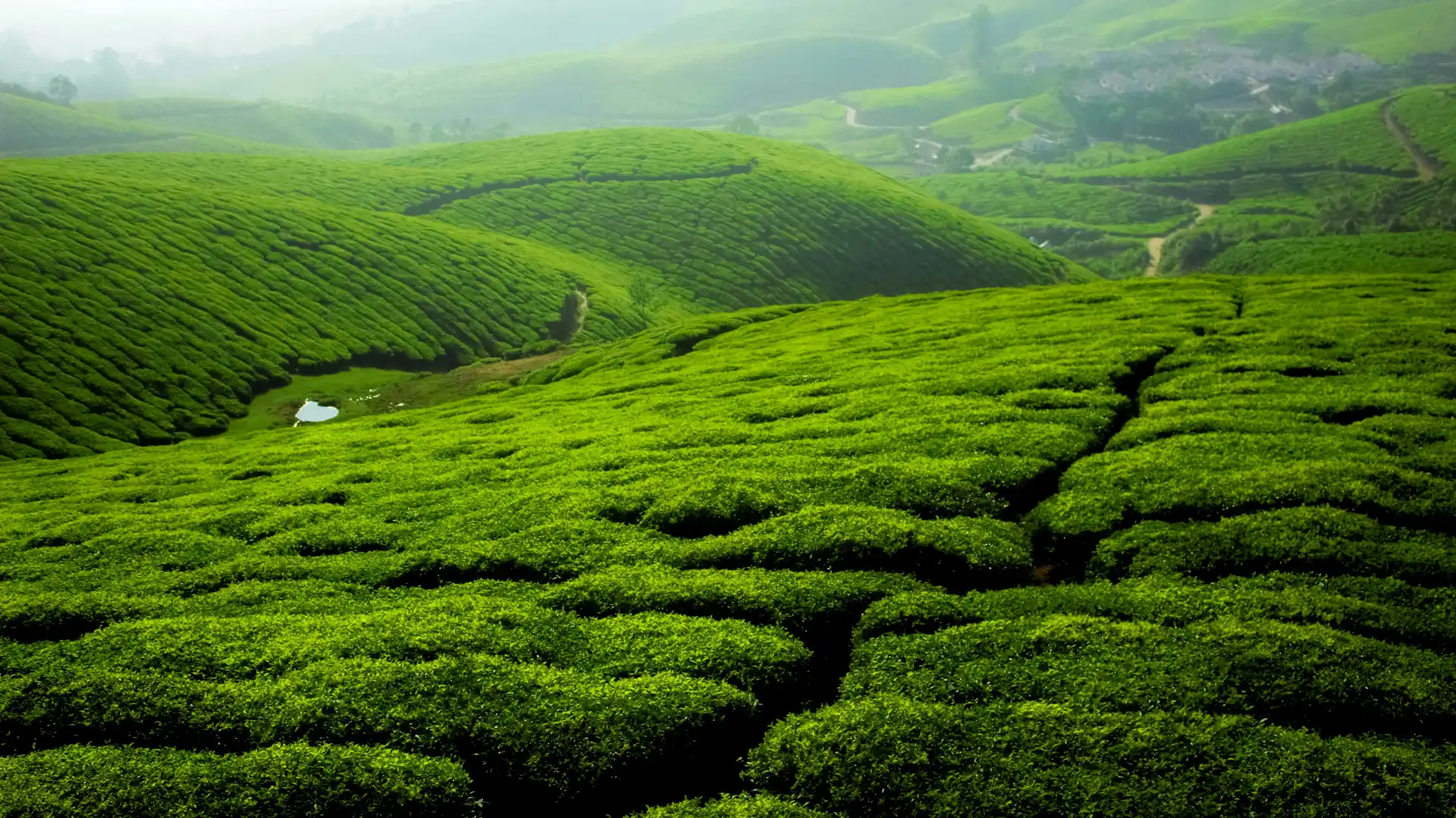 Ooty tea gardens and misty hills with the Nilgiri toy train